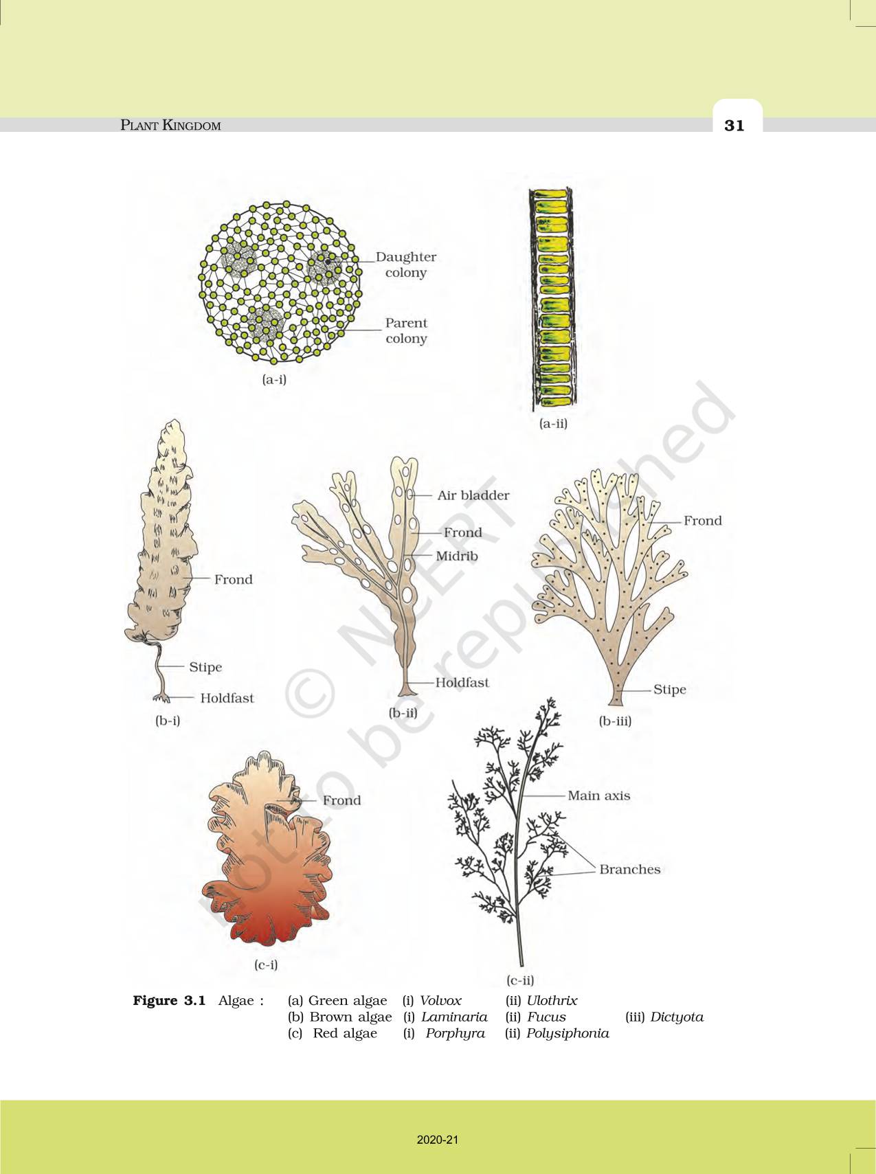 Plant Kingdom Ncert Book Of Class Biology